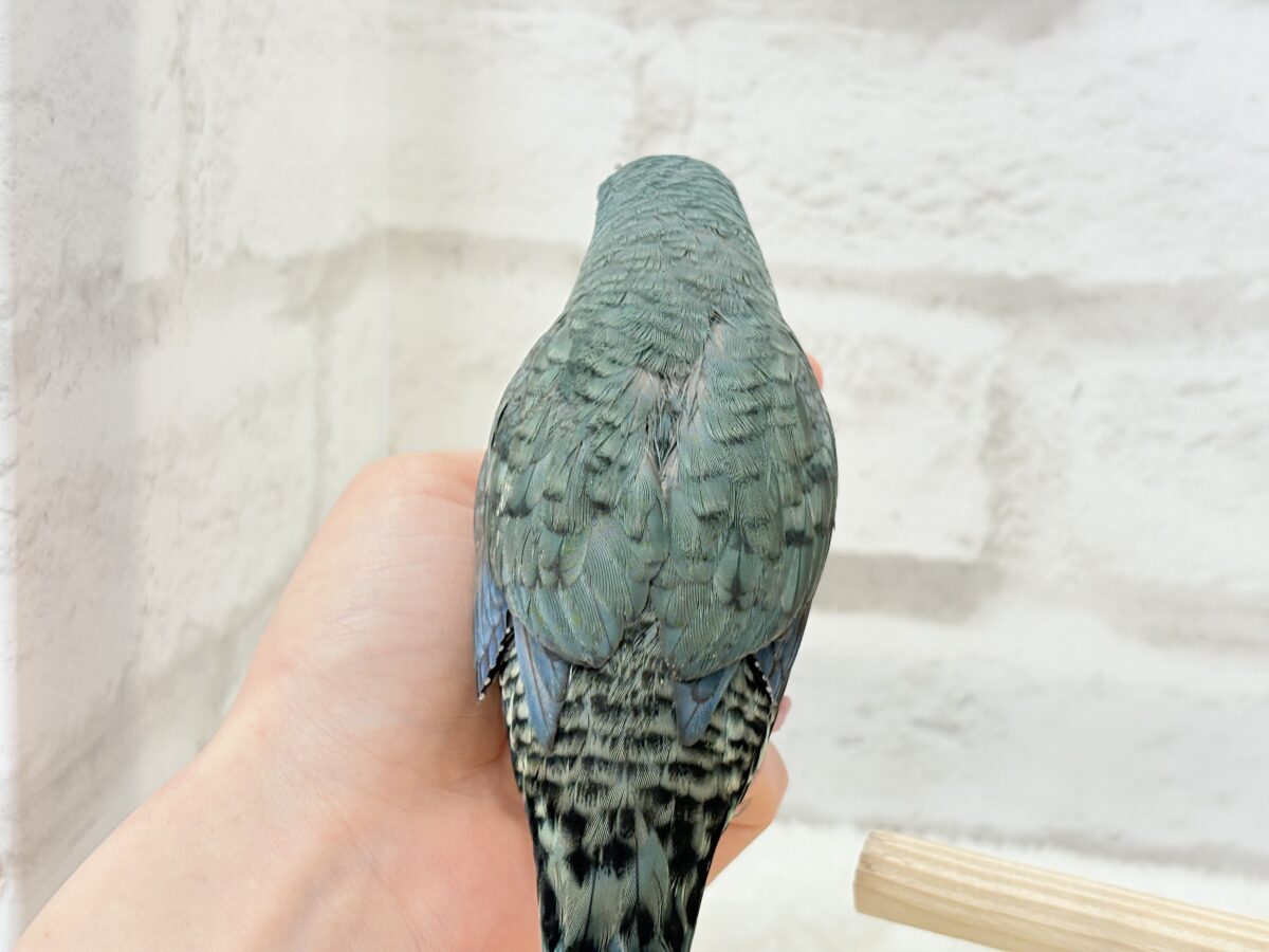 【動画更新🪄】ピーポポ星から流線型の可愛い子がやって来た⋆͛🪐 ͙͛サザナミインコ(ターコイズ) サザナミインコ