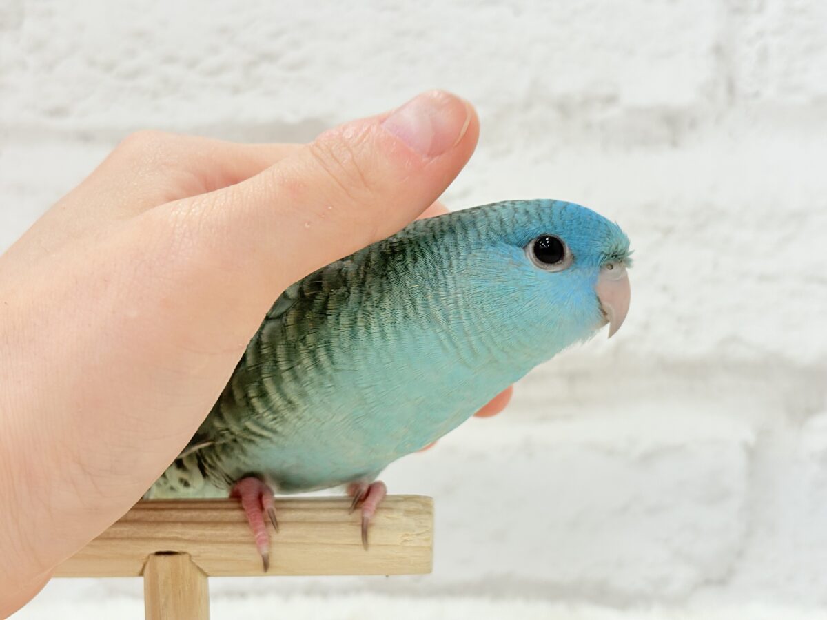 サザナミインコ