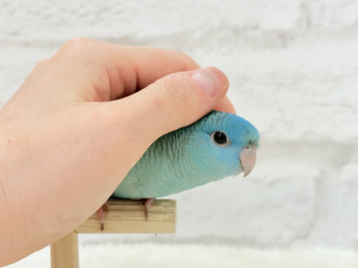 サザナミインコ