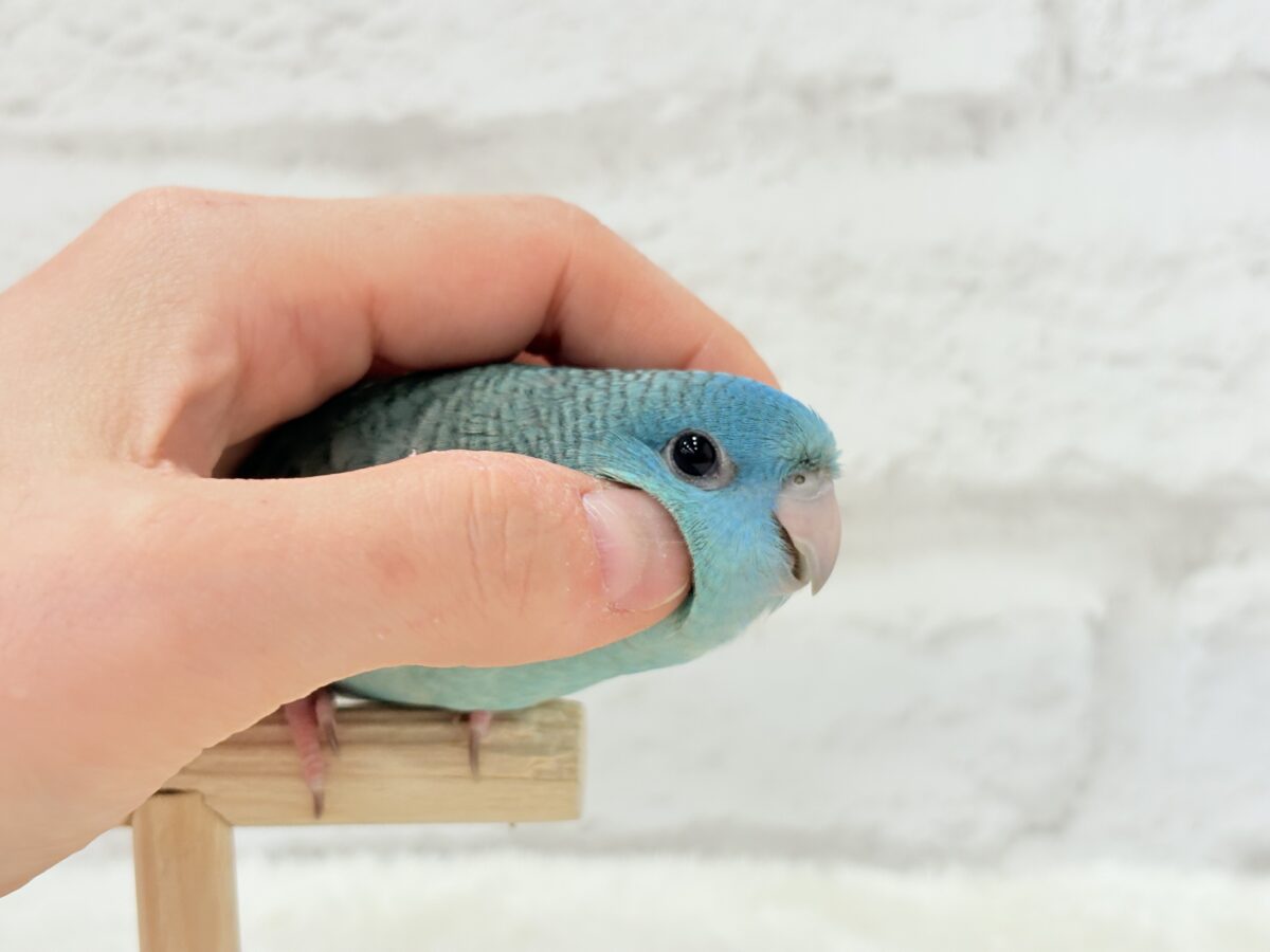 サザナミインコ
