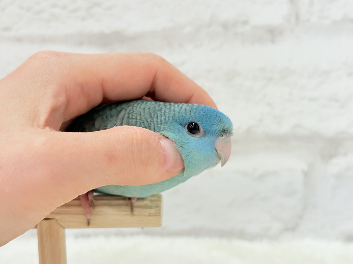 【動画更新🪄】ピーポポ星から流線型の可愛い子がやって来た⋆͛🪐 ͙͛サザナミインコ(ターコイズ) サザナミインコ