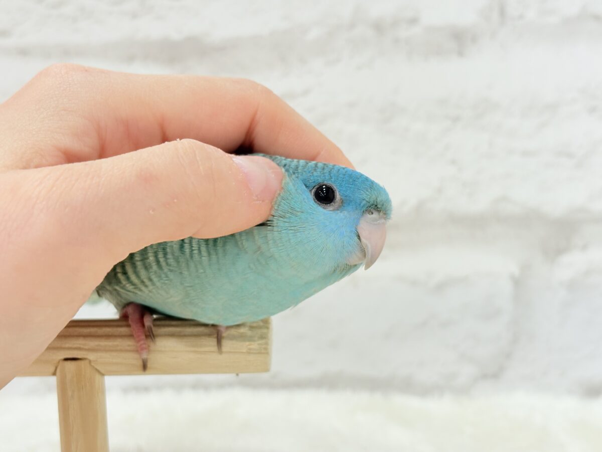 【動画更新🪄】ピーポポ星から流線型の可愛い子がやって来た⋆͛🪐 ͙͛サザナミインコ(ターコイズ) サザナミインコ