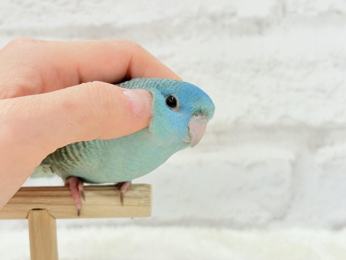 サザナミインコ