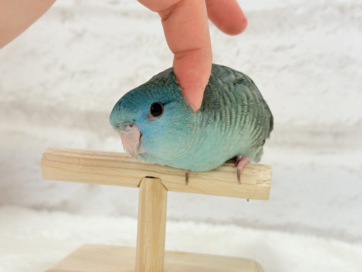 サザナミインコ