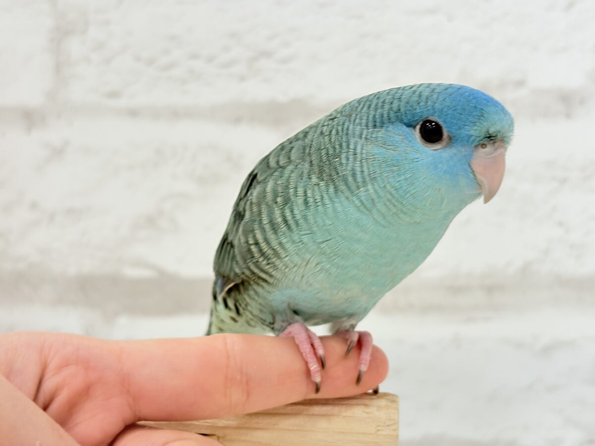 サザナミインコ