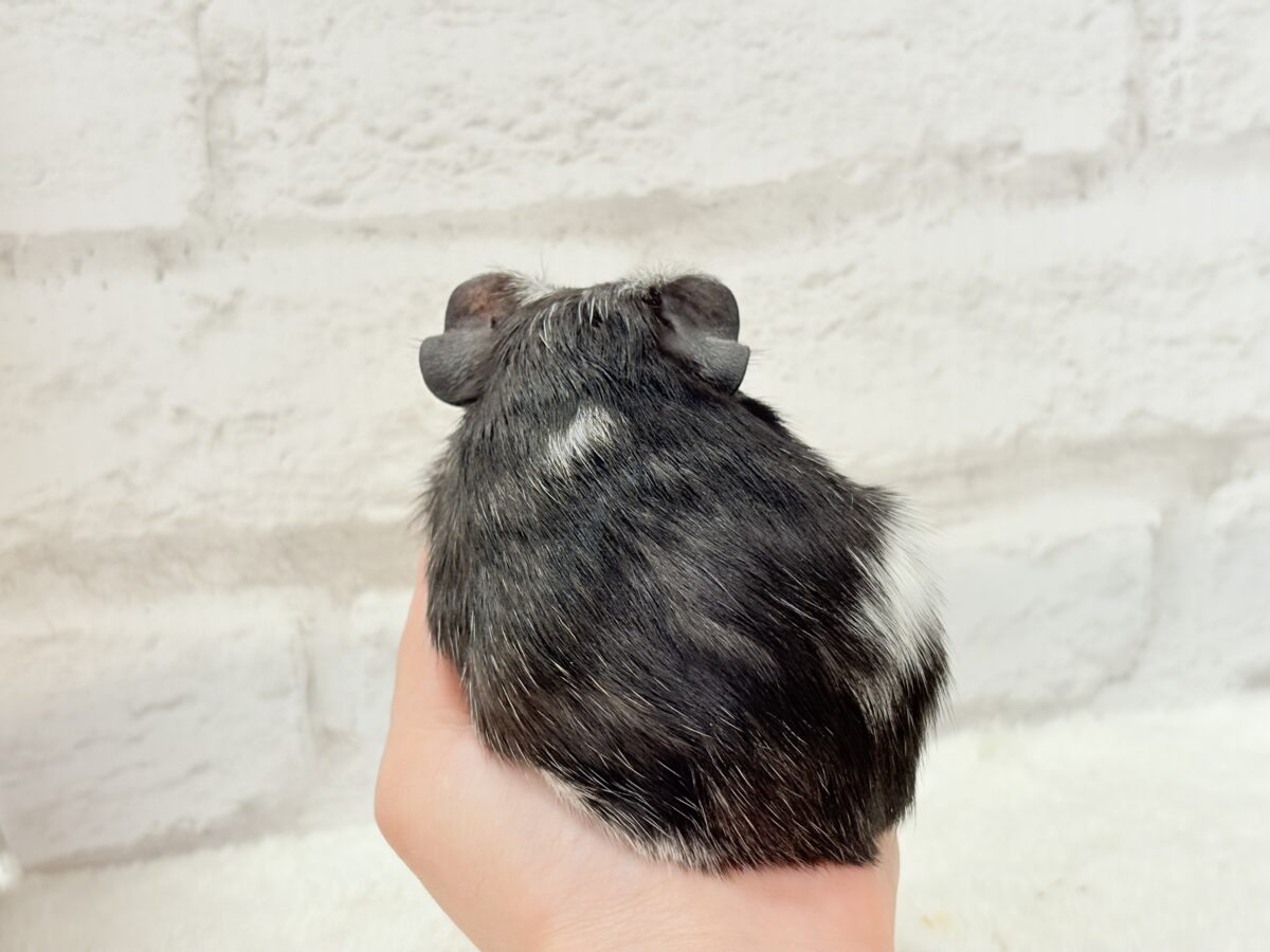 ちびっ子パンダのお目見えだ🐼🌿ロシアンモルモット(女の子) ロシアンモルモット