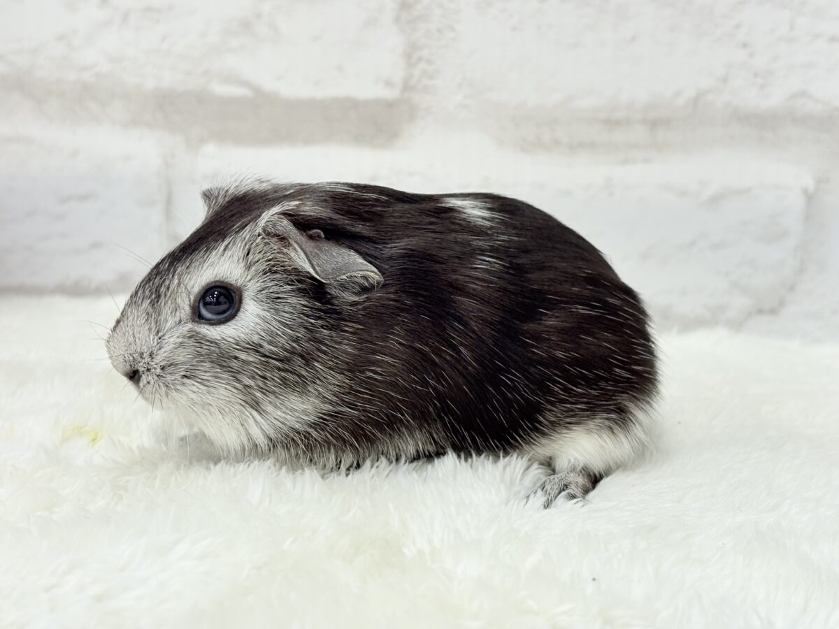 ちびっ子パンダのお目見えだ🐼🌿ロシアンモルモット(女の子) ロシアンモルモット
