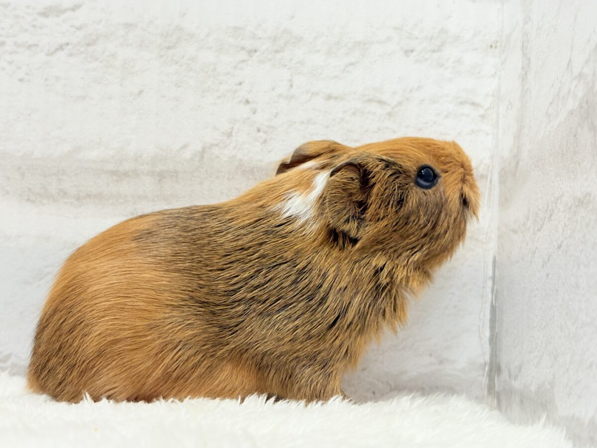 むにむにチョコレート🐹🍫イングリッシュモルモット(男の子) イングリッシュモルモット