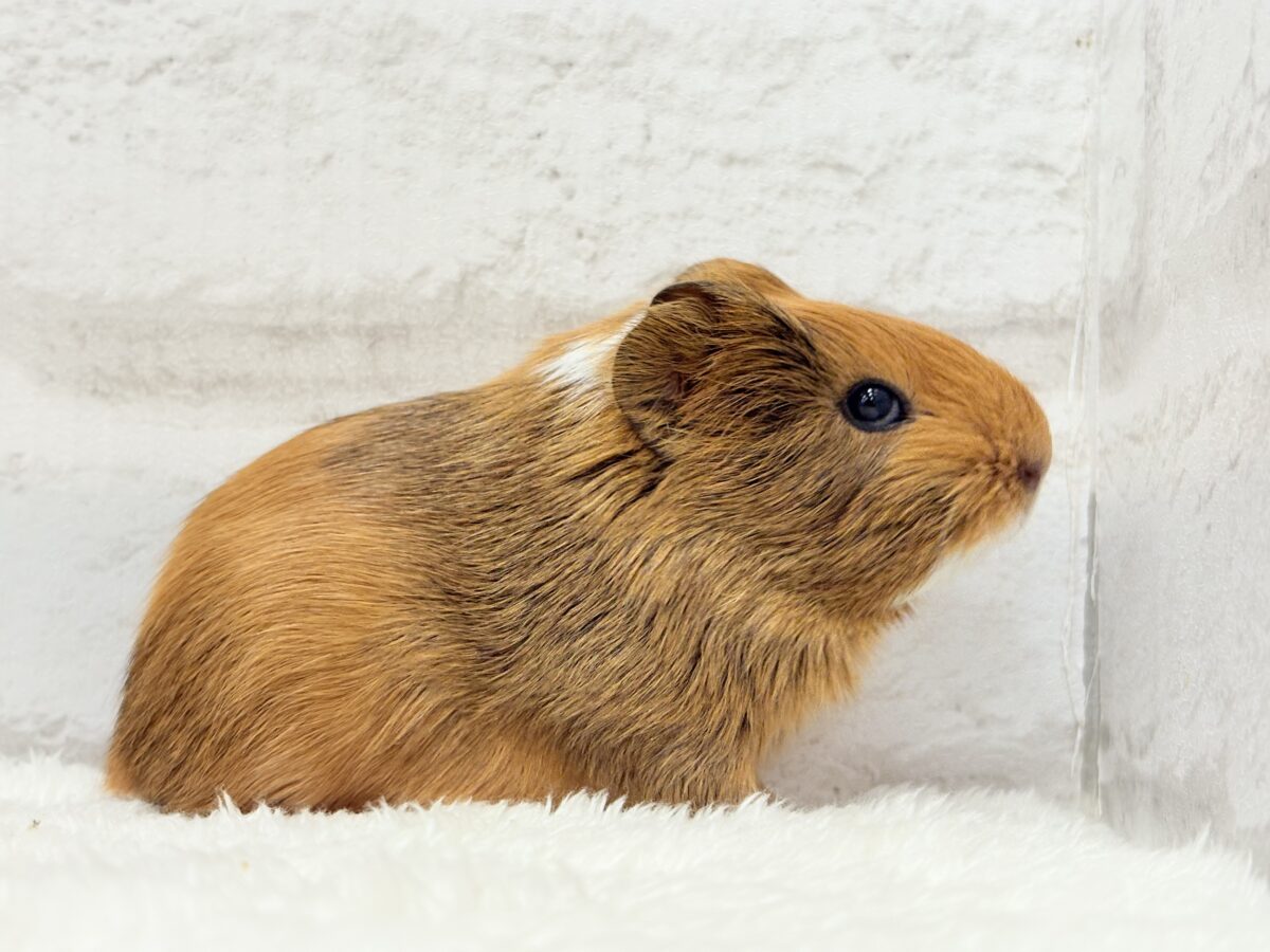 むにむにチョコレート🐹🍫イングリッシュモルモット(男の子) イングリッシュモルモット