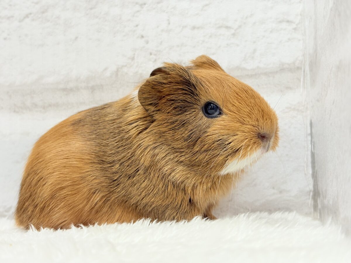 むにむにチョコレート🐹🍫イングリッシュモルモット(男の子) イングリッシュモルモット
