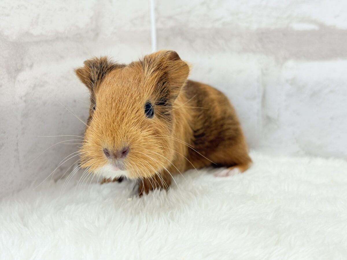 むにむにチョコレート🐹🍫イングリッシュモルモット(男の子) イングリッシュモルモット