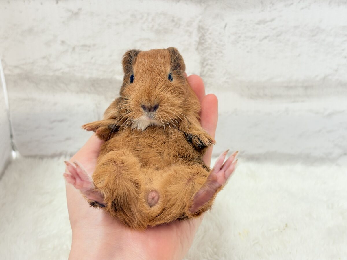 イングリッシュモルモット