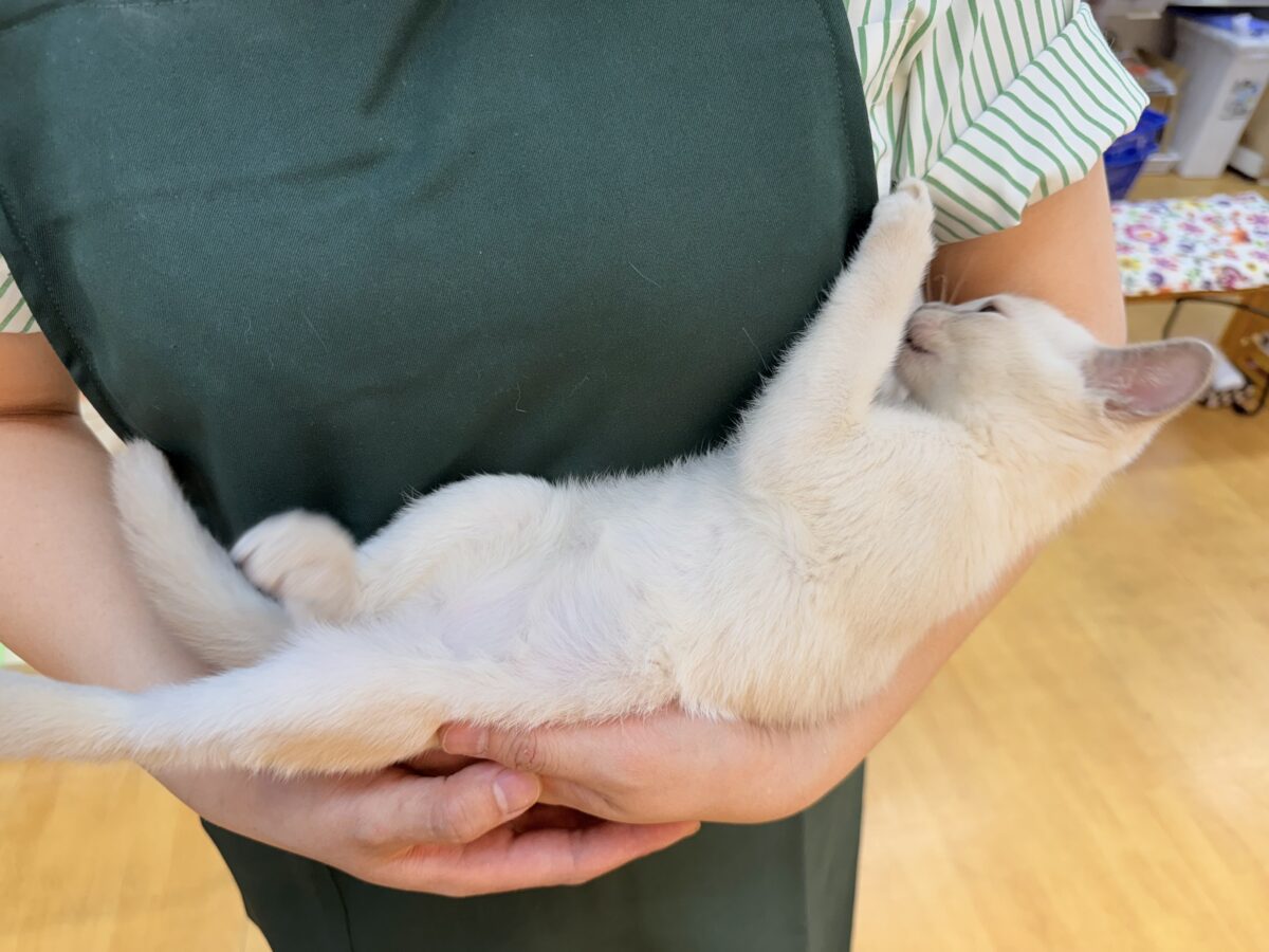 ふみふみが止まりませんっっっ!トンキニーズちゃん🐈 トンキニーズ