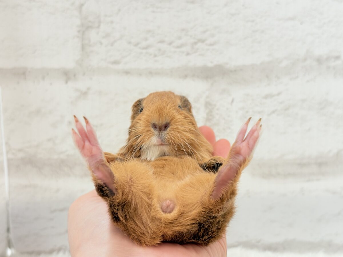 むにむにチョコレート🐹🍫イングリッシュモルモット(男の子) イングリッシュモルモット