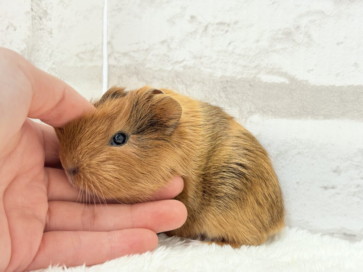 むにむにチョコレート🐹🍫イングリッシュモルモット(男の子) イングリッシュモルモット
