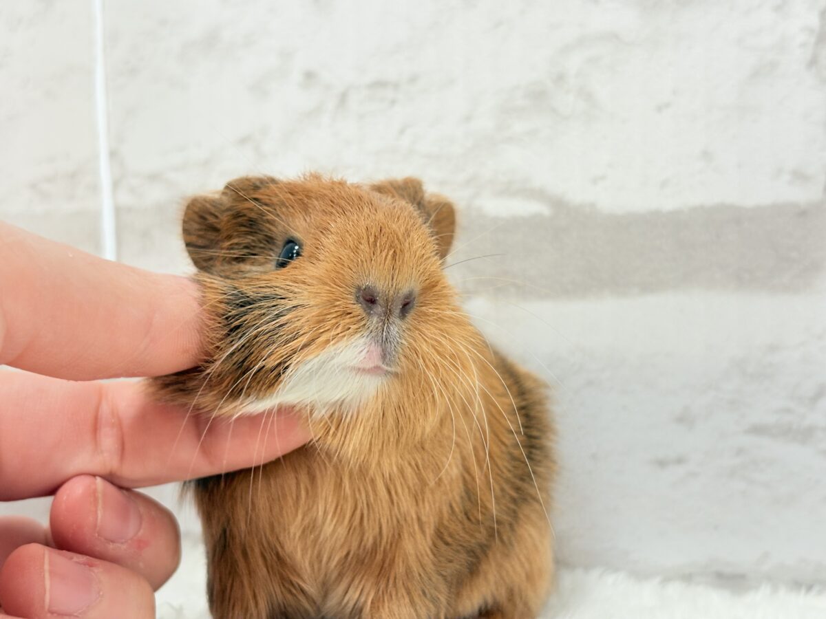 むにむにチョコレート🐹🍫イングリッシュモルモット(男の子) イングリッシュモルモット