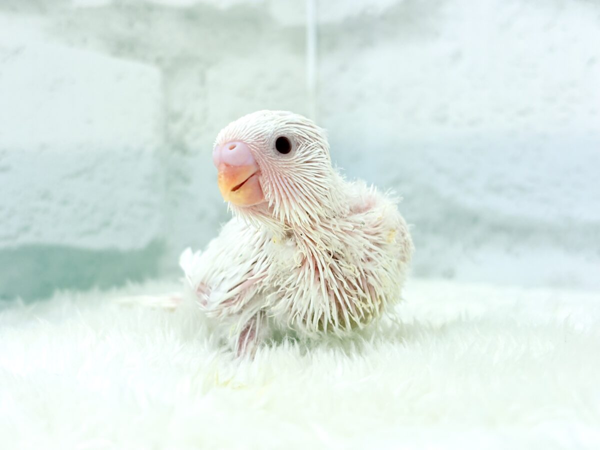 透明感爆発~♩♩純白ホワイト🐣🤍セキセイインコ(アルビノ) ヒナ セキセイインコ