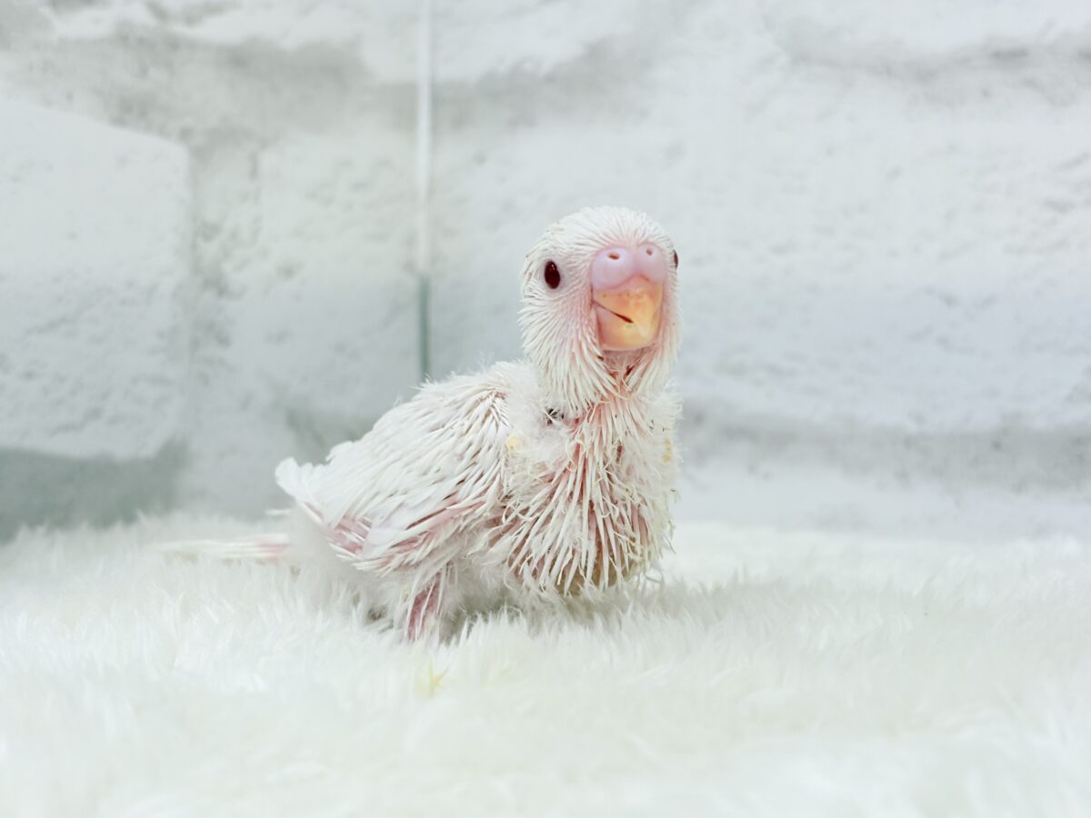 透明感爆発~♩♩純白ホワイト🐣🤍セキセイインコ(アルビノ) ヒナ セキセイインコ