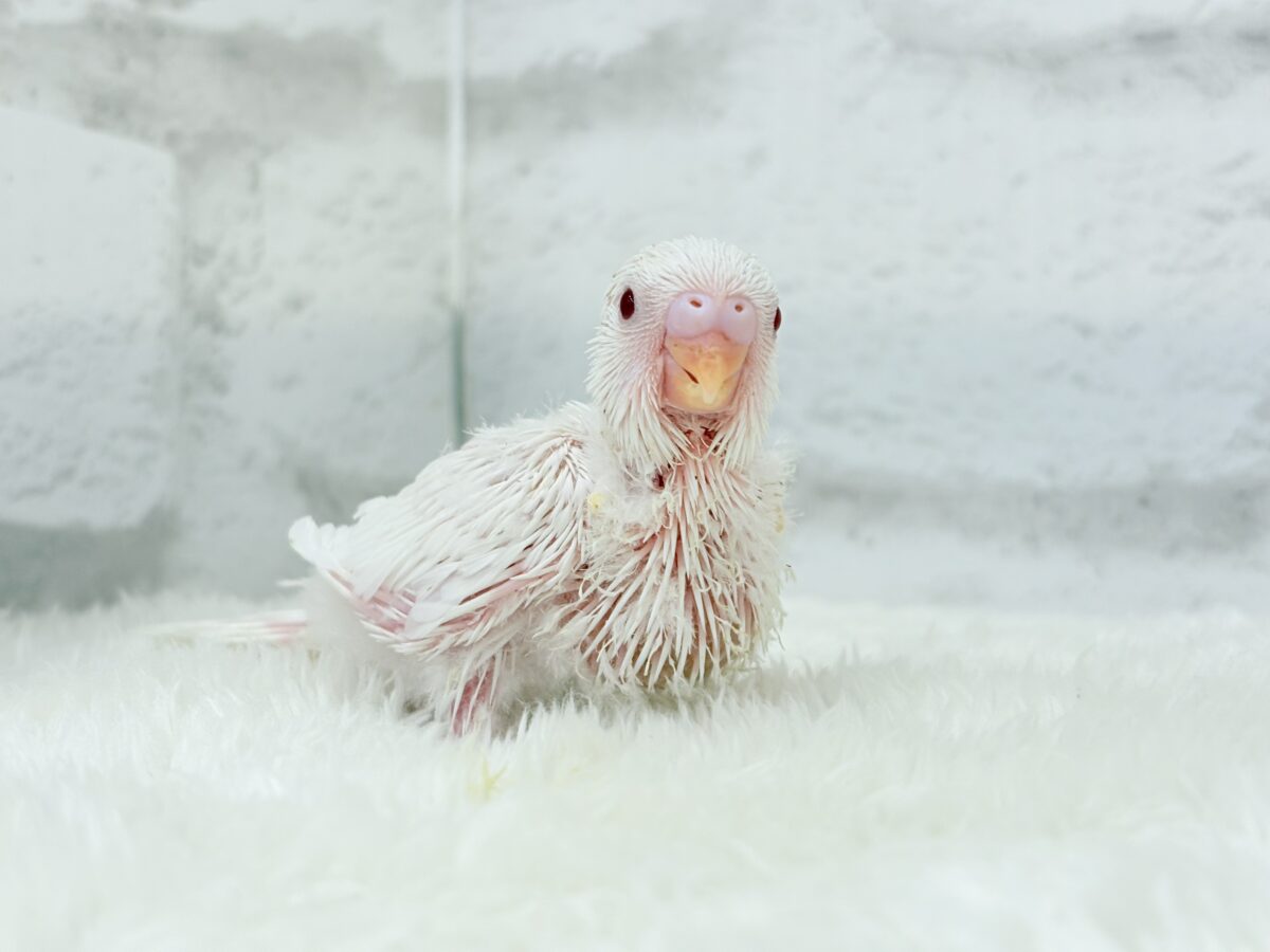 透明感爆発~♩♩純白ホワイト🐣🤍セキセイインコ(アルビノ) ヒナ セキセイインコ