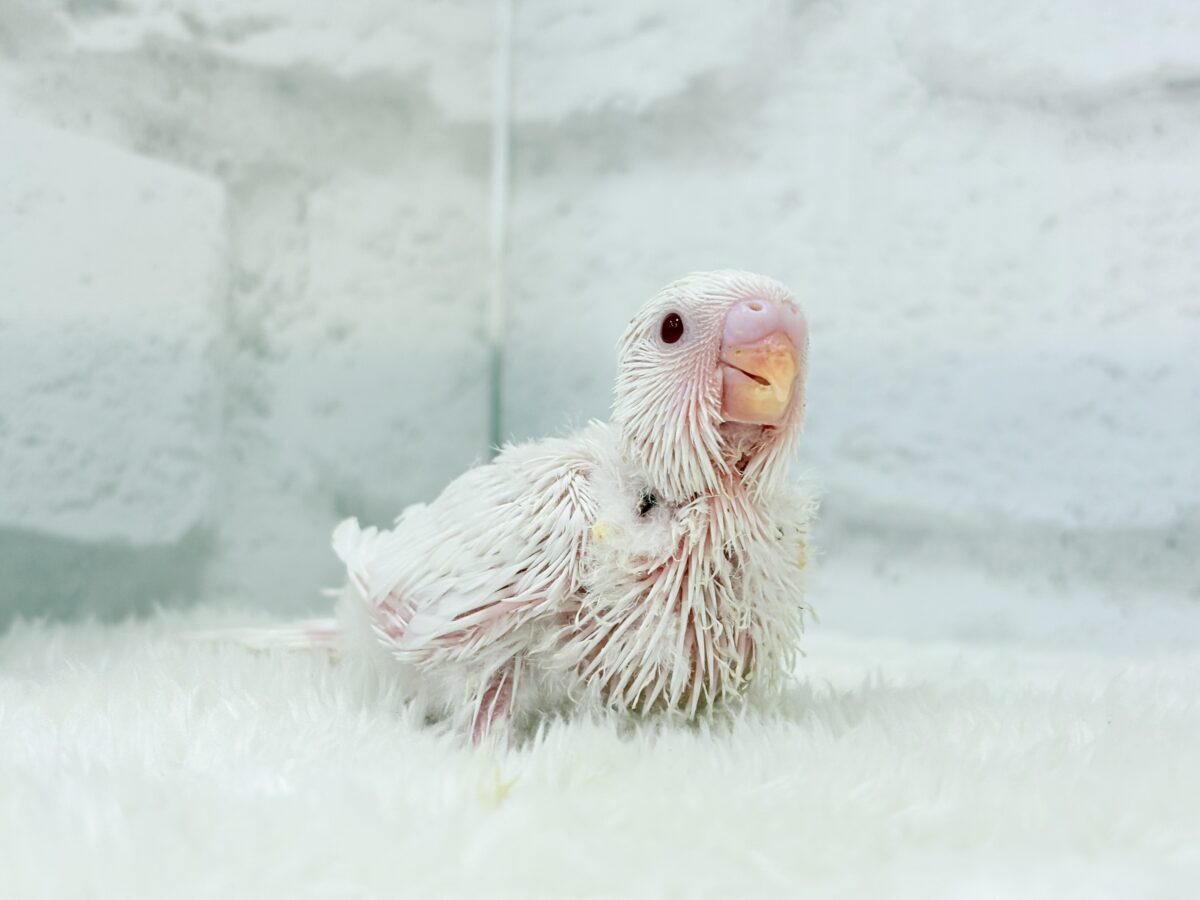 透明感爆発~♩♩純白ホワイト🐣🤍セキセイインコ(アルビノ) ヒナ セキセイインコ