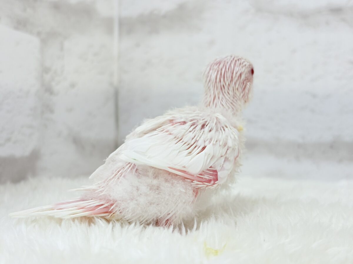 セキセイインコ