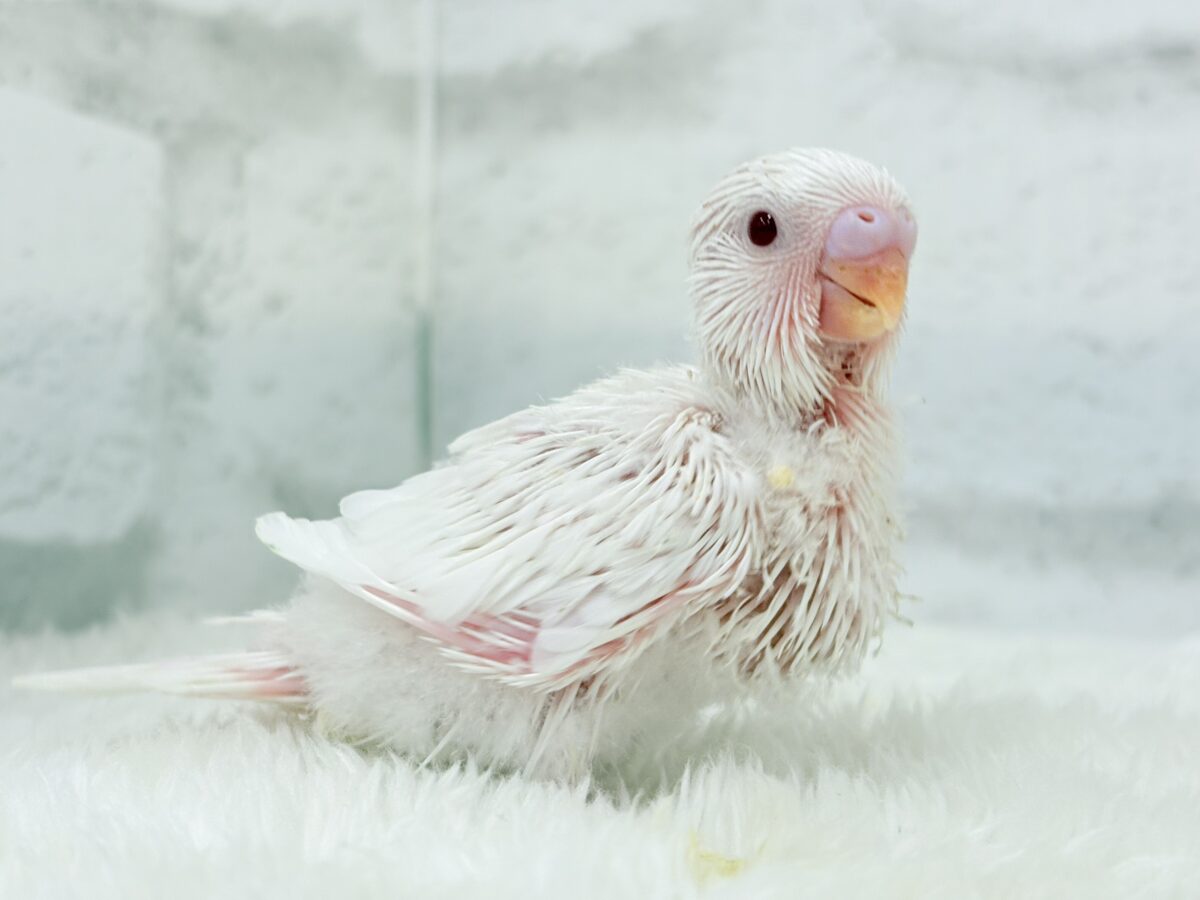 透明感爆発~♩♩純白ホワイト🐣🤍セキセイインコ(アルビノ) ヒナ セキセイインコ