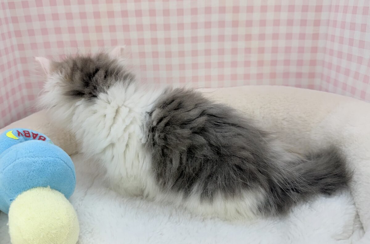 マンチカン