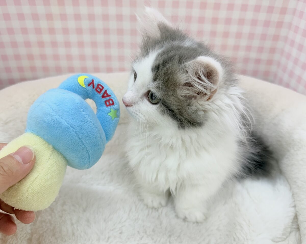 マンチカン