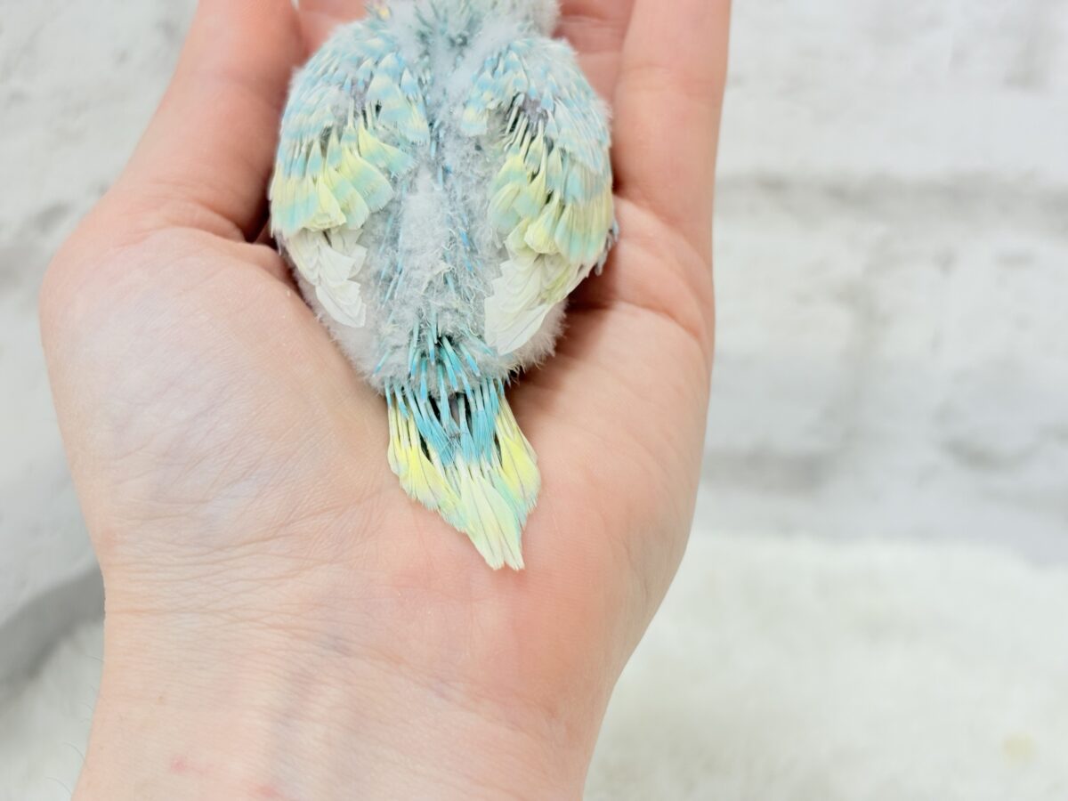 【最新画像更新🪄】甘々クリームソーダちゃん🍹🫧セキセイインコ(パステルカラーレインボー) ヒナ セキセイインコ