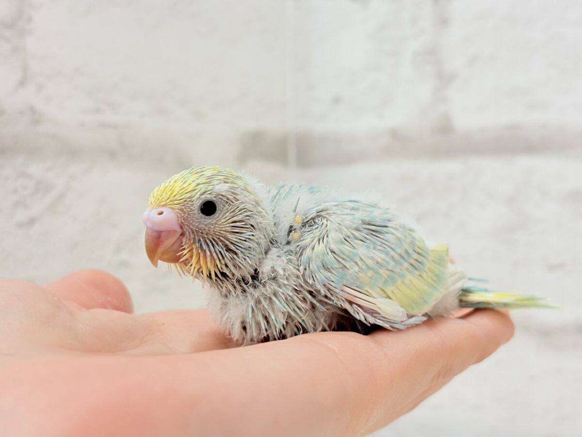 セキセイインコ
