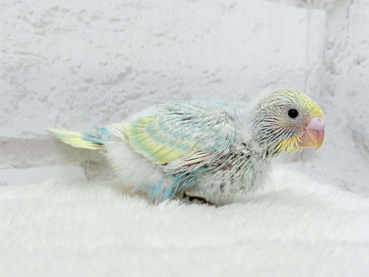 【最新画像更新🪄】甘々クリームソーダちゃん🍹🫧セキセイインコ(パステルカラーレインボー) ヒナ セキセイインコ