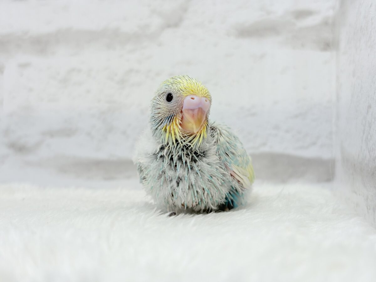 【最新画像更新🪄】甘々クリームソーダちゃん🍹🫧セキセイインコ(パステルカラーレインボー) ヒナ セキセイインコ