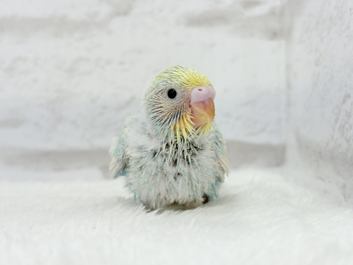 【最新画像更新🪄】甘々クリームソーダちゃん🍹🫧セキセイインコ(パステルカラーレインボー) ヒナ セキセイインコ
