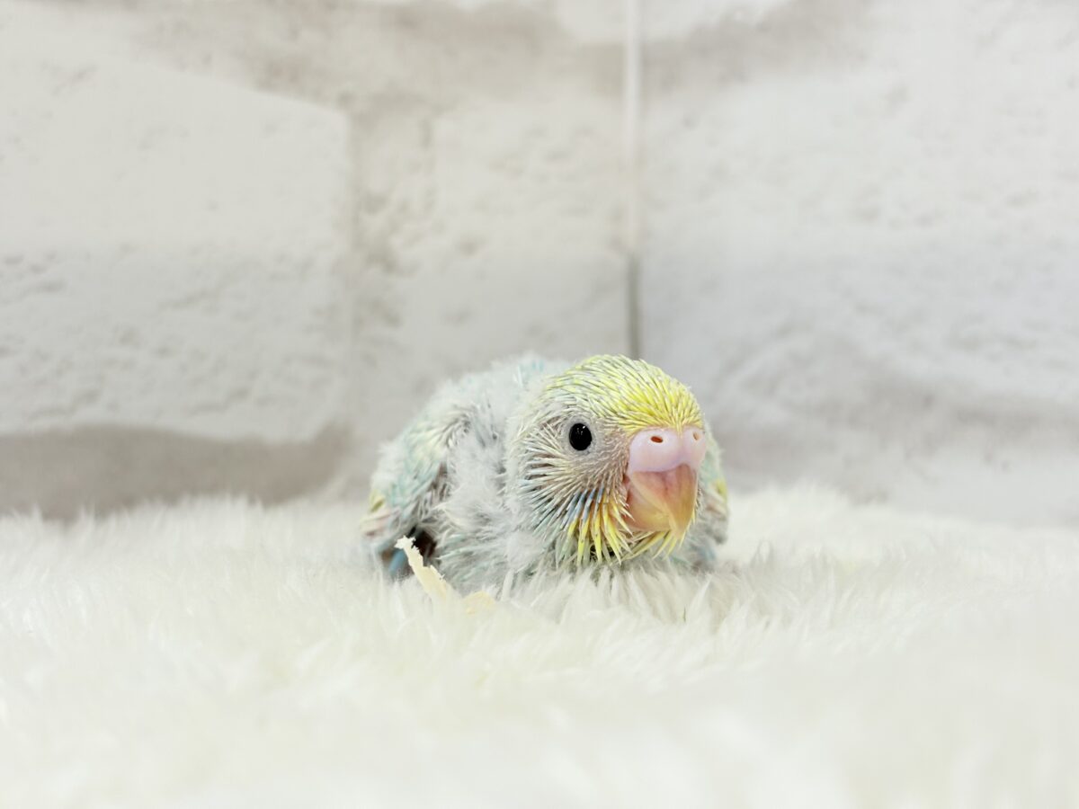 【最新画像更新🪄】甘々クリームソーダちゃん🍹🫧セキセイインコ(パステルカラーレインボー) ヒナ セキセイインコ