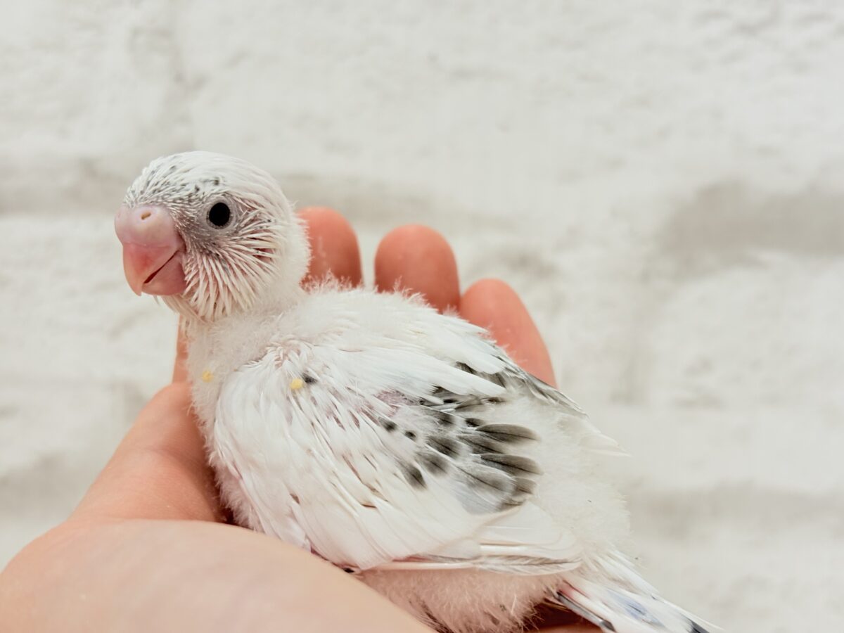 季節外れの雪ん子ベイビー☃️♬セキセイインコ(白ハルクイン) ヒナ セキセイインコ