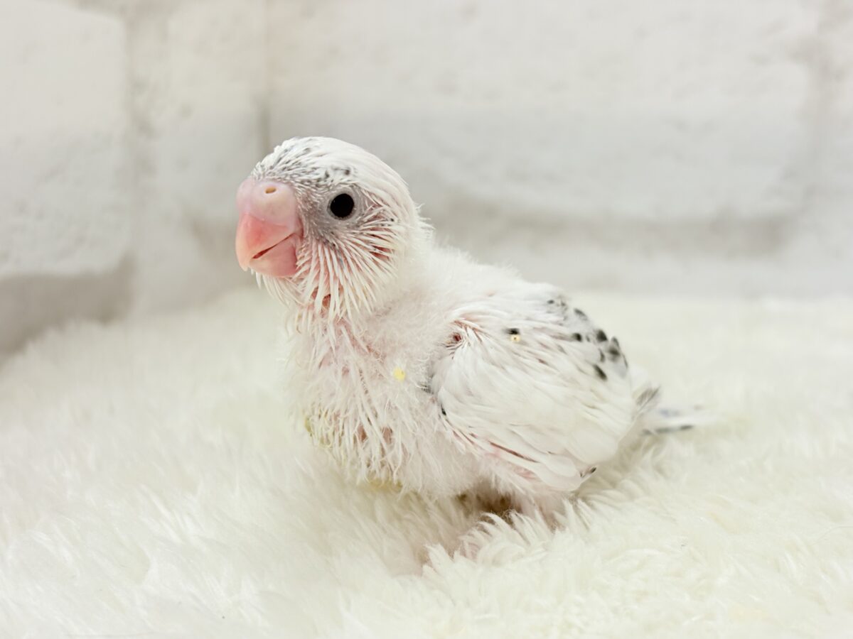 季節外れの雪ん子ベイビー☃️♬セキセイインコ(白ハルクイン) ヒナ セキセイインコ