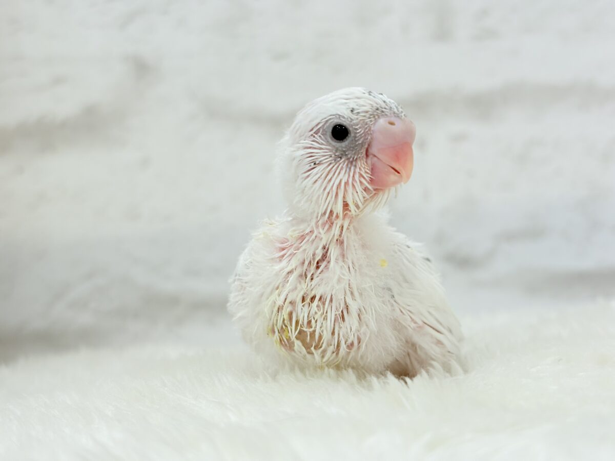 季節外れの雪ん子ベイビー☃️♬セキセイインコ(白ハルクイン) ヒナ セキセイインコ