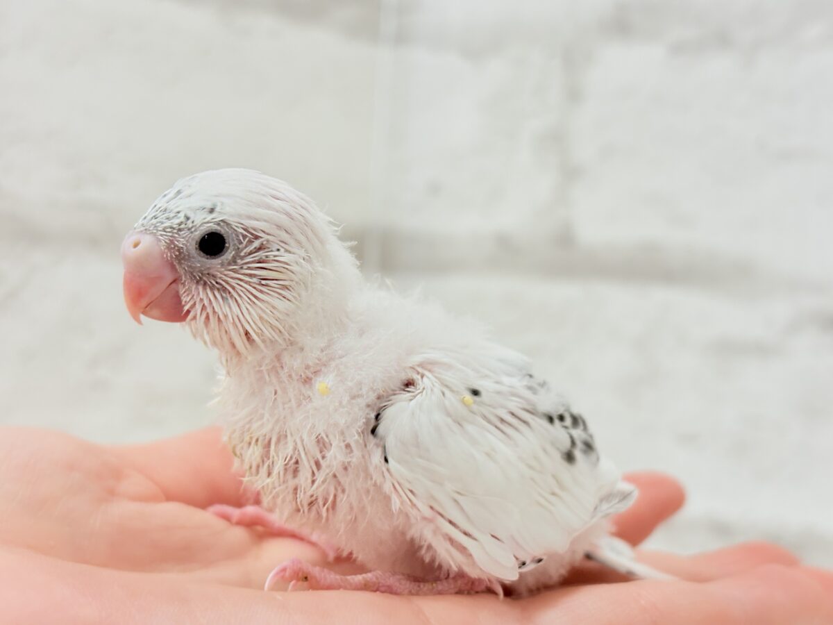 季節外れの雪ん子ベイビー☃️♬セキセイインコ(白ハルクイン) ヒナ セキセイインコ