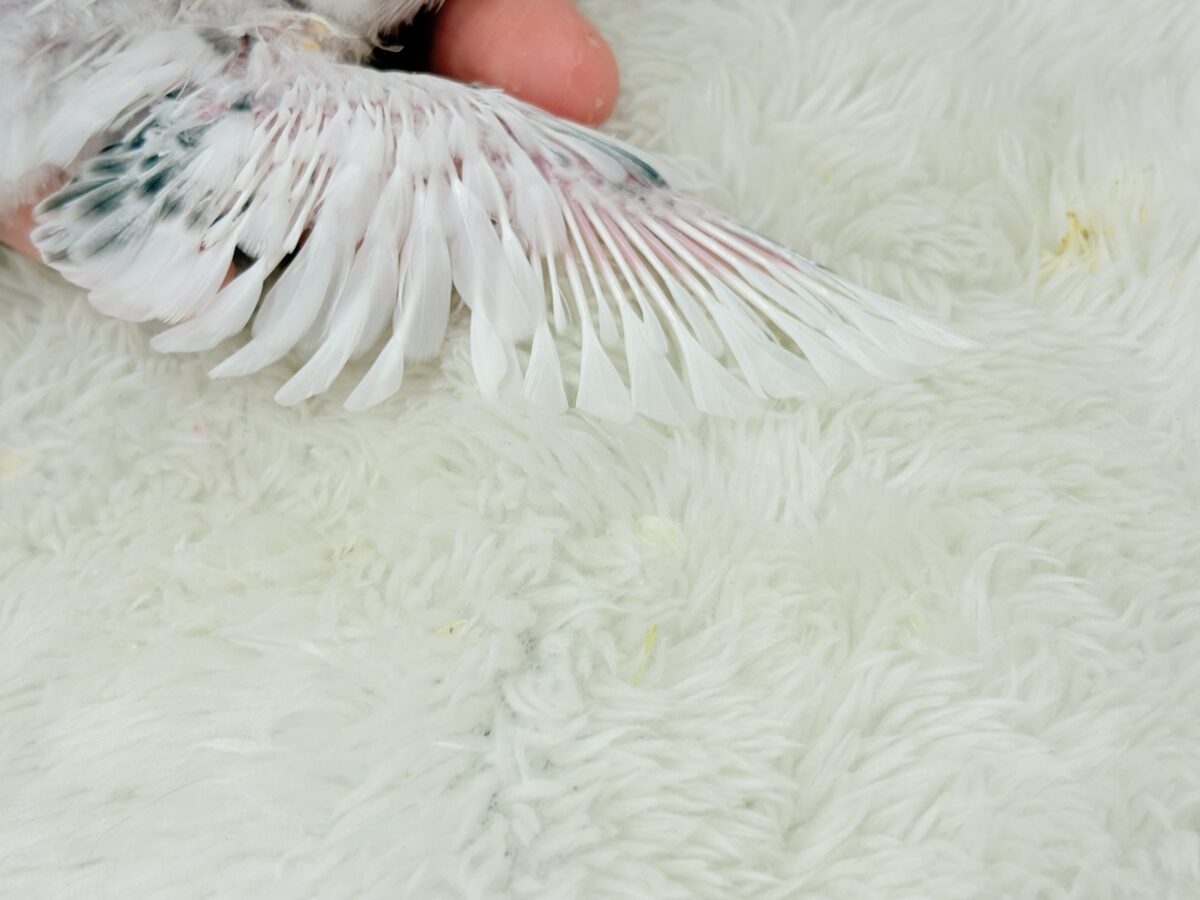 季節外れの雪ん子ベイビー☃️♬セキセイインコ(白ハルクイン) ヒナ セキセイインコ