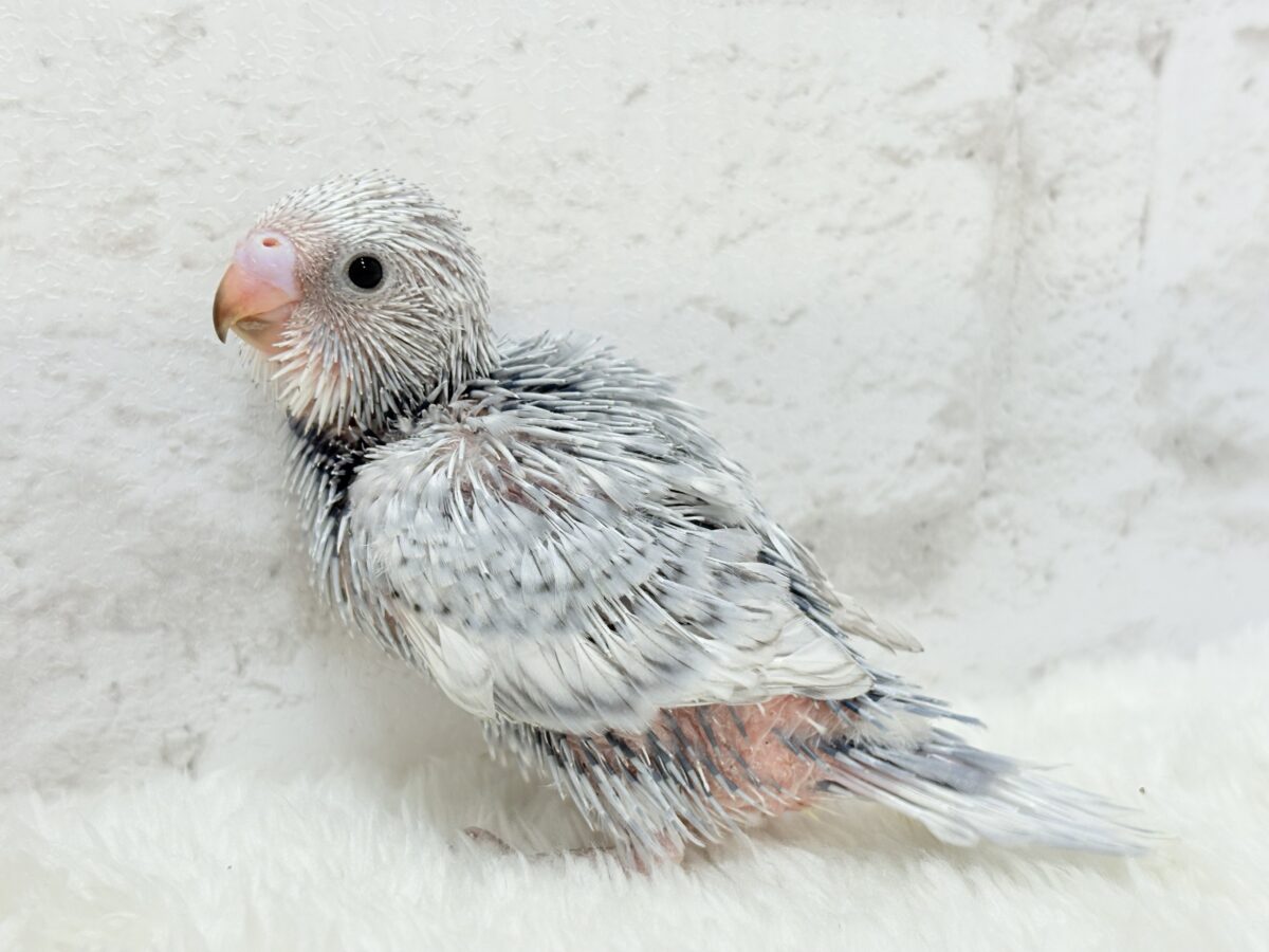 おめめきゅるるんっ🐥🫧プリティーフェイス♥セキセイインコ(スパングル) ヒナ セキセイインコ