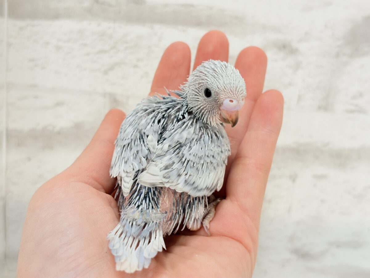 おめめきゅるるんっ🐥🫧プリティーフェイス♥セキセイインコ(スパングル) ヒナ セキセイインコ