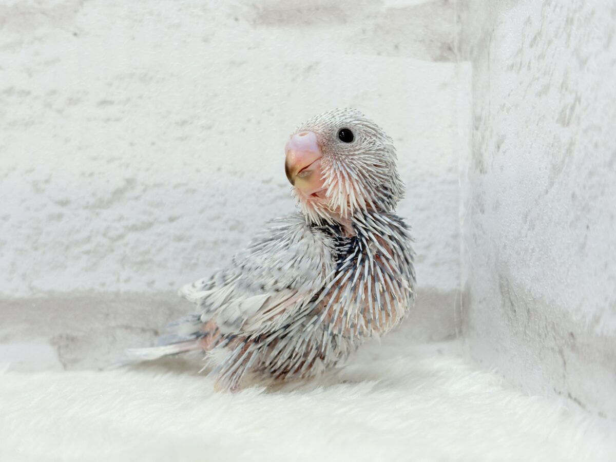 おめめきゅるるんっ🐥🫧プリティーフェイス♥セキセイインコ(スパングル) ヒナ セキセイインコ