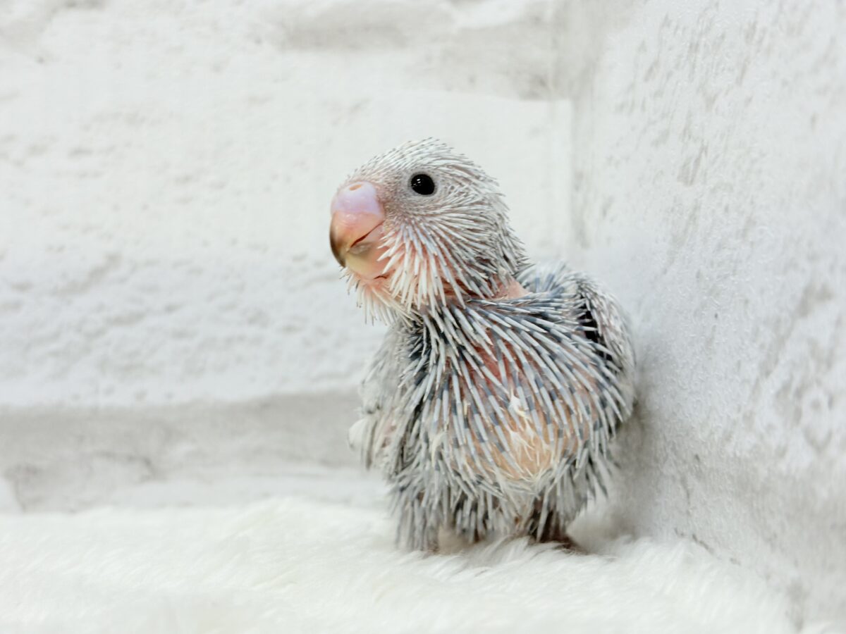おめめきゅるるんっ🐥🫧プリティーフェイス♥セキセイインコ(スパングル) ヒナ セキセイインコ