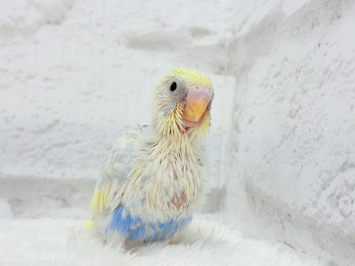 爽やかな色合い🌼お花みたいなカラーの子🐣💛セキセイインコ(パステルレインボーパイド) ヒナ セキセイインコ