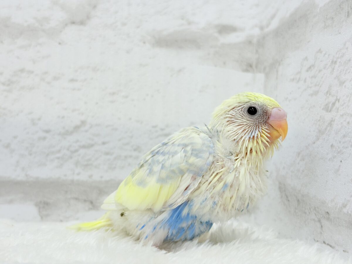 爽やかな色合い🌼お花みたいなカラーの子🐣💛セキセイインコ(パステルレインボーパイド) ヒナ セキセイインコ