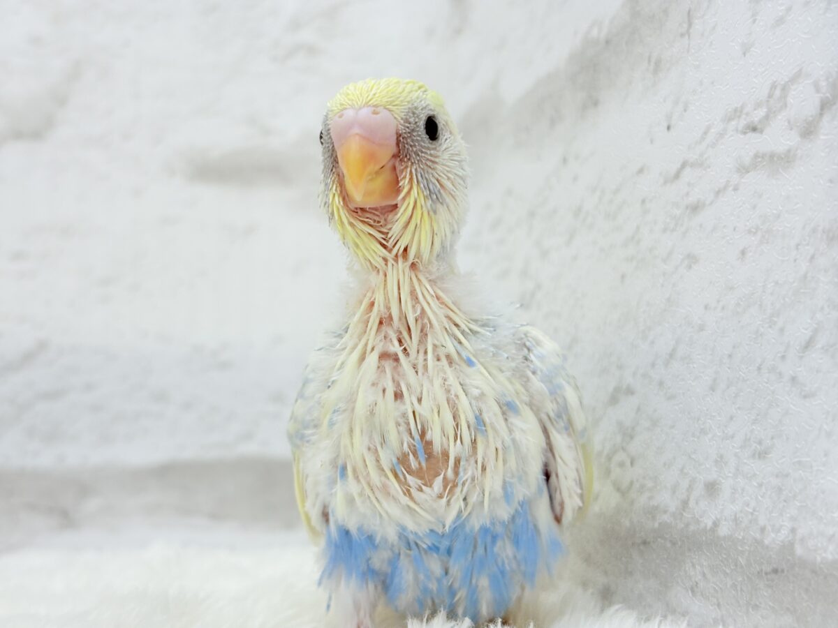 爽やかな色合い🌼お花みたいなカラーの子🐣💛セキセイインコ(パステルレインボーパイド) ヒナ セキセイインコ