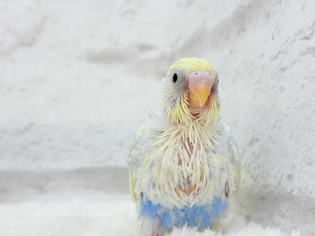 爽やかな色合い🌼お花みたいなカラーの子🐣💛セキセイインコ(パステルレインボーパイド) ヒナ セキセイインコ