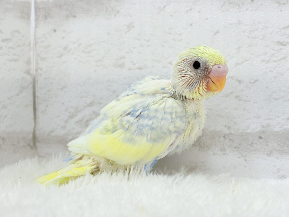爽やかな色合い🌼お花みたいなカラーの子🐣💛セキセイインコ(パステルレインボーパイド) ヒナ セキセイインコ