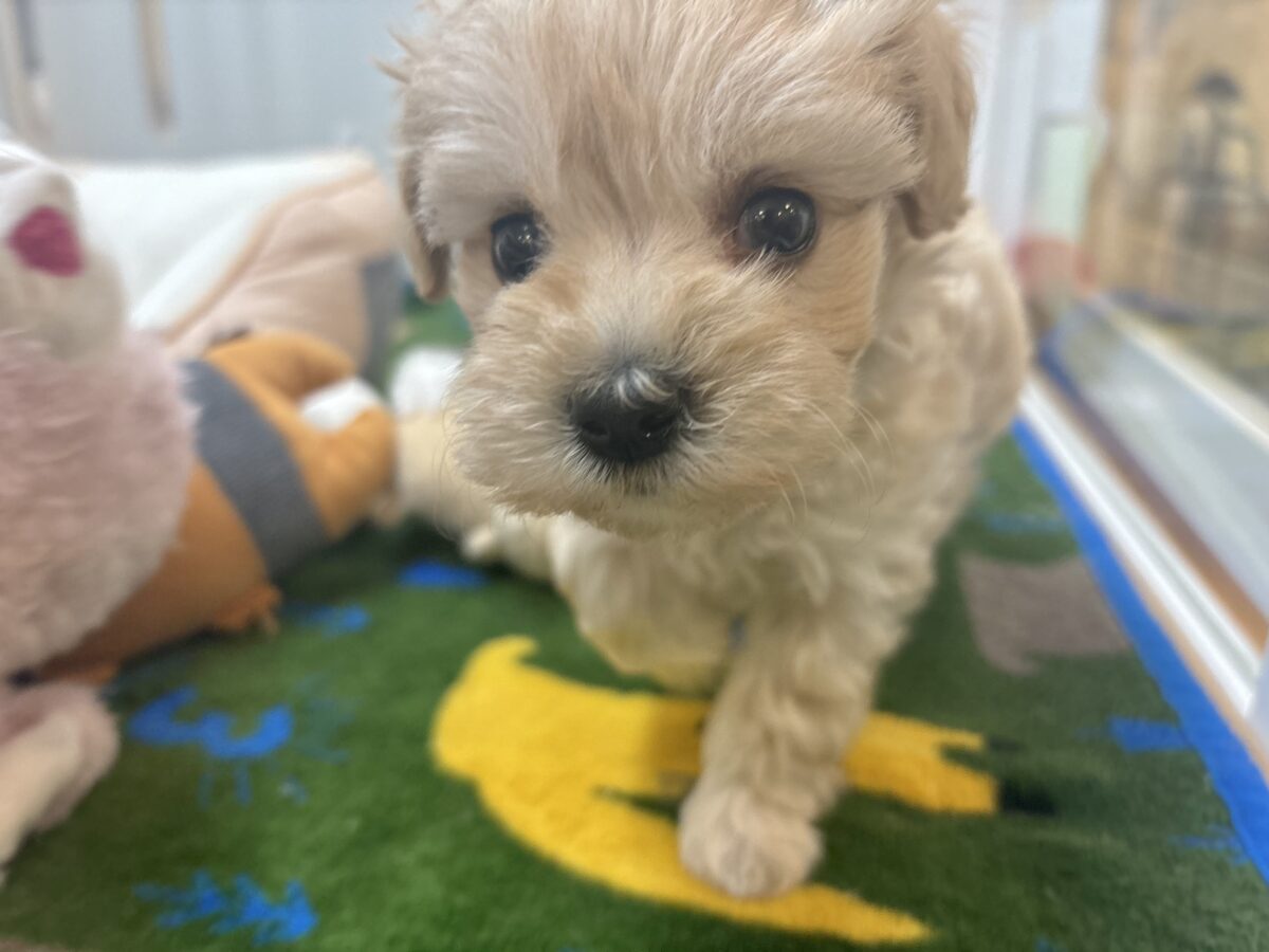 笑顔が溢れ出しちゃう♡マルプーちゃん! マルプー