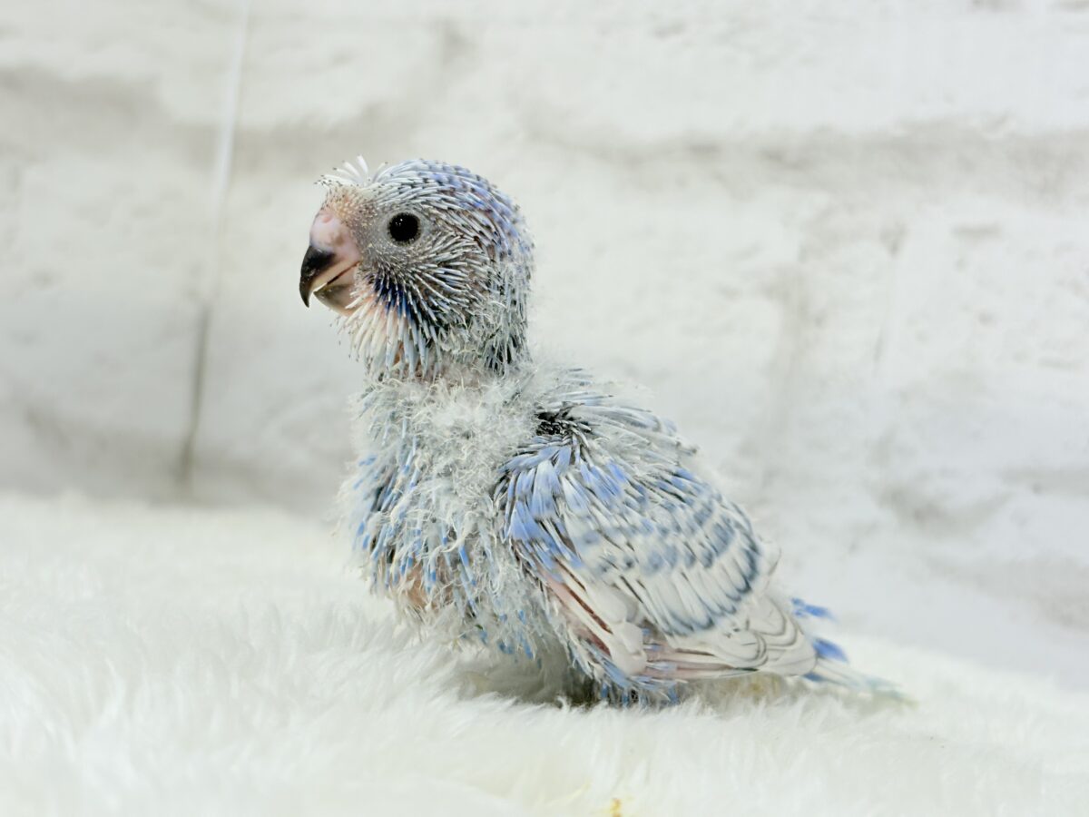 【最新画像更新🪄】ちょびっとくせ毛がクセになる🐥セキセイインコ(スパングル) ヒナ セキセイインコ